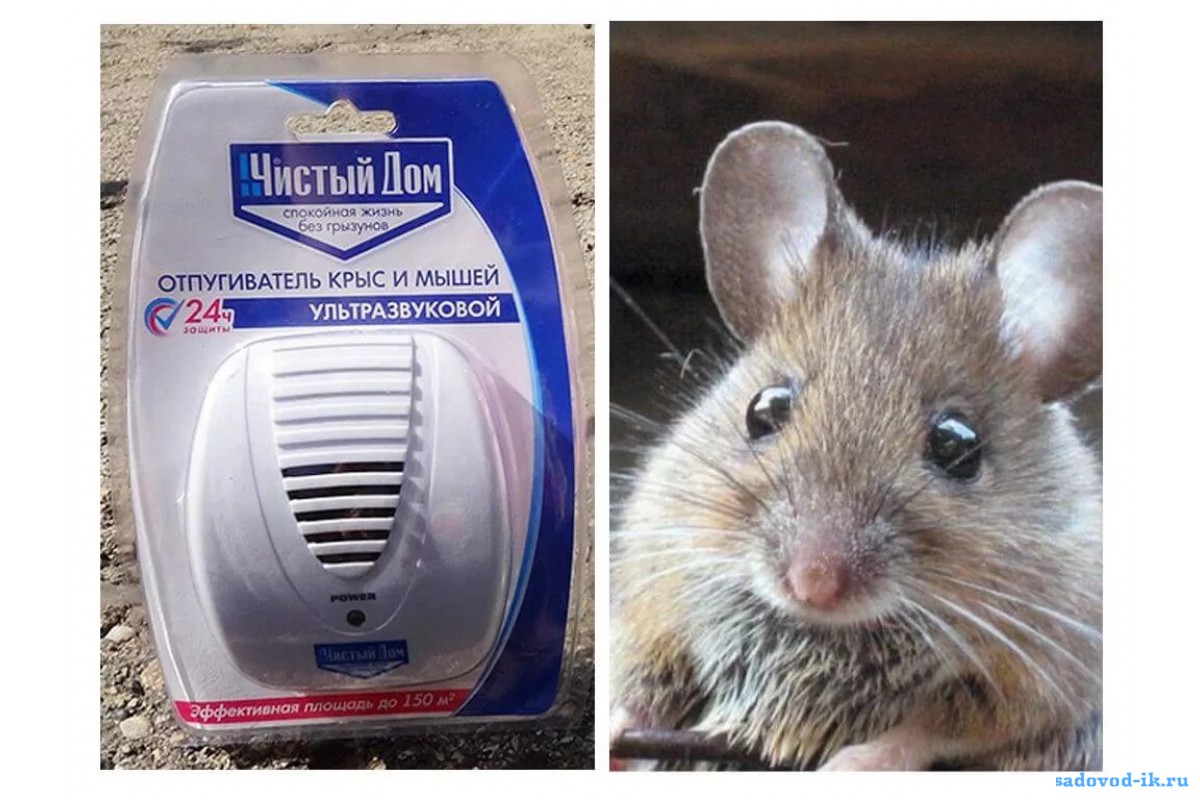 Чисто мышь
